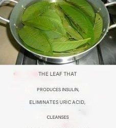 You must know this leaf – it controls diabetes and cleanses the kidneys, liver and arteries!