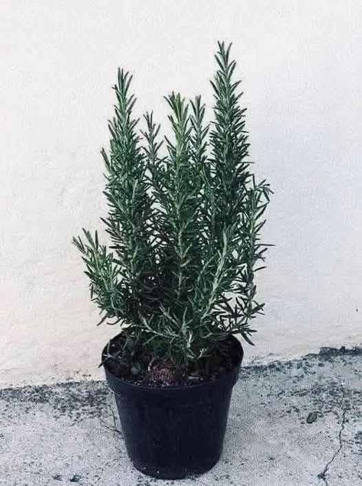 Drink rosemary tea on an empty stomach for 15 days and you will no longer suffer… show more