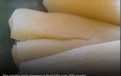 The world’s most dangerous food kills 200 people a year