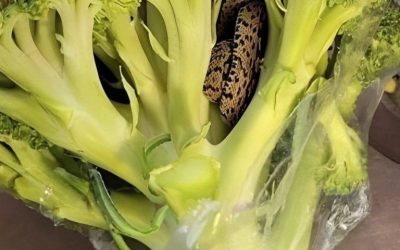 A surprising discovery in a bag of broccoli from Aldi: a culinary adventure that changed everything.