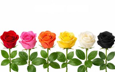 Pick a rose and reveal what kind of woman you are… Find out more