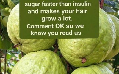 Guava Recipes for Balanced Blood Sugar and Stronger Immunity