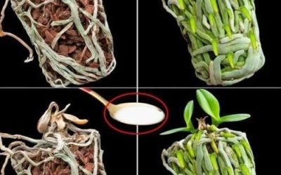 Just a spoon and the dried orchid fills the pot with new, green roots