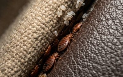 I discovered this hidden in a crack in my sofa… please don’t tell me these are bed bugs.
