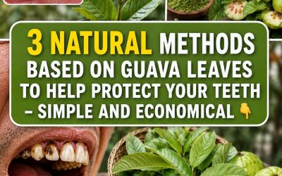 Top 3 Ways Guava Leaves Attack Tooth Decay Before It Spreads