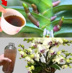 A lushly leafed orchid will look ten times more beautiful if you water it with this liquid.