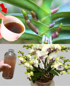 A lushly leafed orchid will look ten times more beautiful if you water it with this liquid.