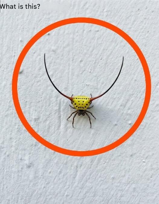 Last night I went to the garage, turned on the light and saw this on the wall.