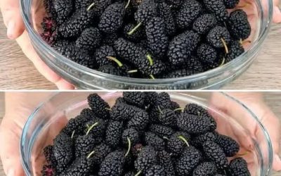 How to grow black mulberry in a pot at home and get lots of fruit