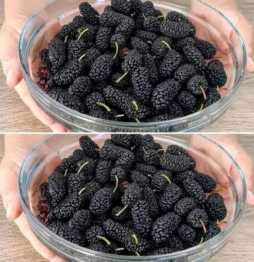 How to grow black mulberry in a pot at home and get lots of fruit