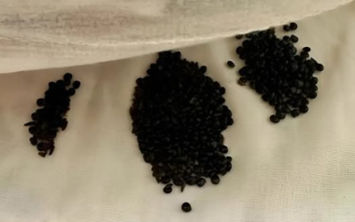 I found them under the mattress. At first I thought they were insect eggs, but the truth really surprised me.