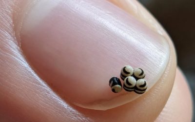 We ordered a salad, but there were tiny black specks in the food – we went straight to the hospital
