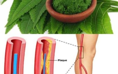 1 Leaf that helps destroy DIABETES, BLOOD PRESSURE, eliminate BODY PAIN, cholesterol and eliminate POOR CIRCULATION.