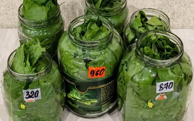 Those who have them in their garden don’t have to worry about HIGH WATER PRESSURE, varicose veins, or allergies: Pick these leaves in the spring!