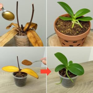 Posypte 1 lžící odumřelé kořeny orchideje! Náhle se oživí a kvete po celý rok. Posypte 1 lžící odumřelé kořeny orchideje! Náhle se oživí a kvete po celý rok.