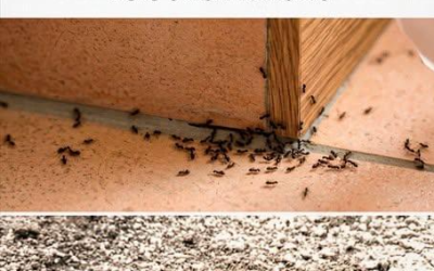 Three minutes is all it takes: the natural recipe that gets rid of an ant infestation