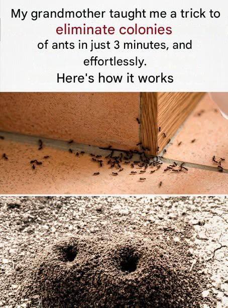 Three minutes is all it takes: the natural recipe that gets rid of an ant infestation