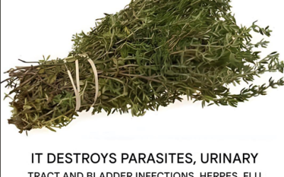 Oregano, this condiment that hides an arsenal of health benefits