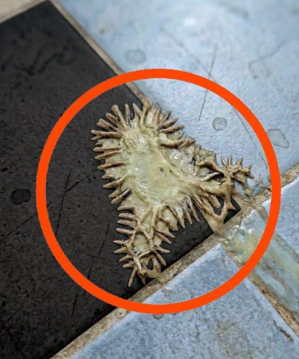 We Found a Mysterious Substance on the Bathroom Floor and Spent an Hour Trying to Identify It. Here Is What It Turned Out to Be