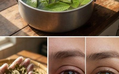 Blurry vision, or irritated or tired eyes? Many people are trying guava leaf tea to support eye health. Want to see how to prepare it? 👀🍃 💬 Just comment “OK” below and I’ll send you the full recipe.
