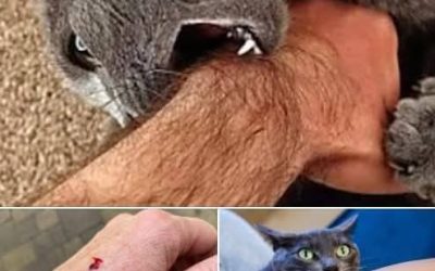 If a cat bites you, this is what it really means… View the comments