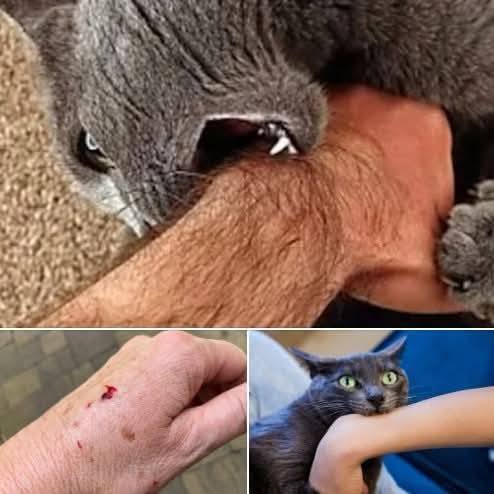 If a cat bites you, this is what it really means… View the comments